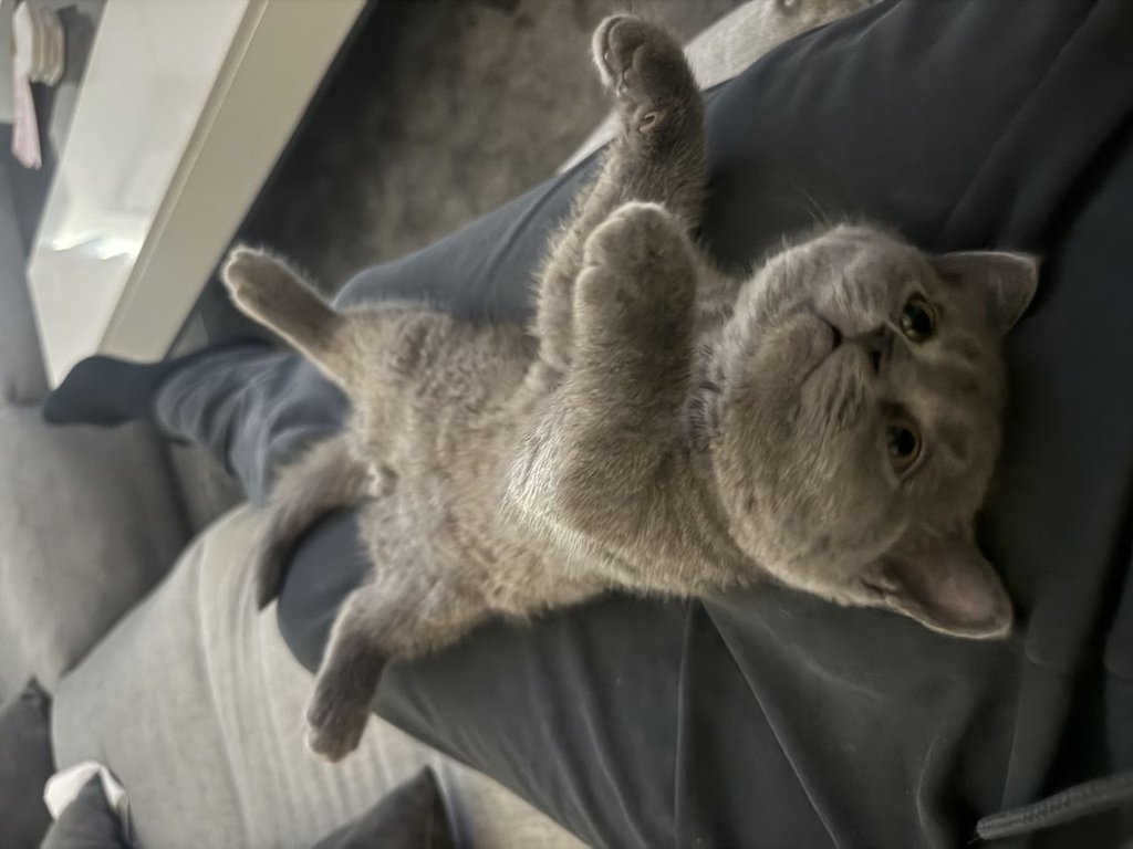 Used Porsche Macan 2017 for sale - 77621680: Photo 27