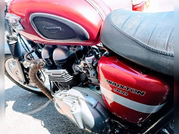Used Triumph Thruxton 2005 for sale - bike-76334691: Photo