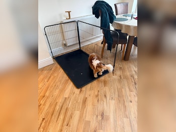 Used Land Rover Range Rover Sport 2013 for sale - 77029144: Photo