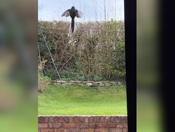 Used Citroen Relay 2020 for sale - 78329151: Photo