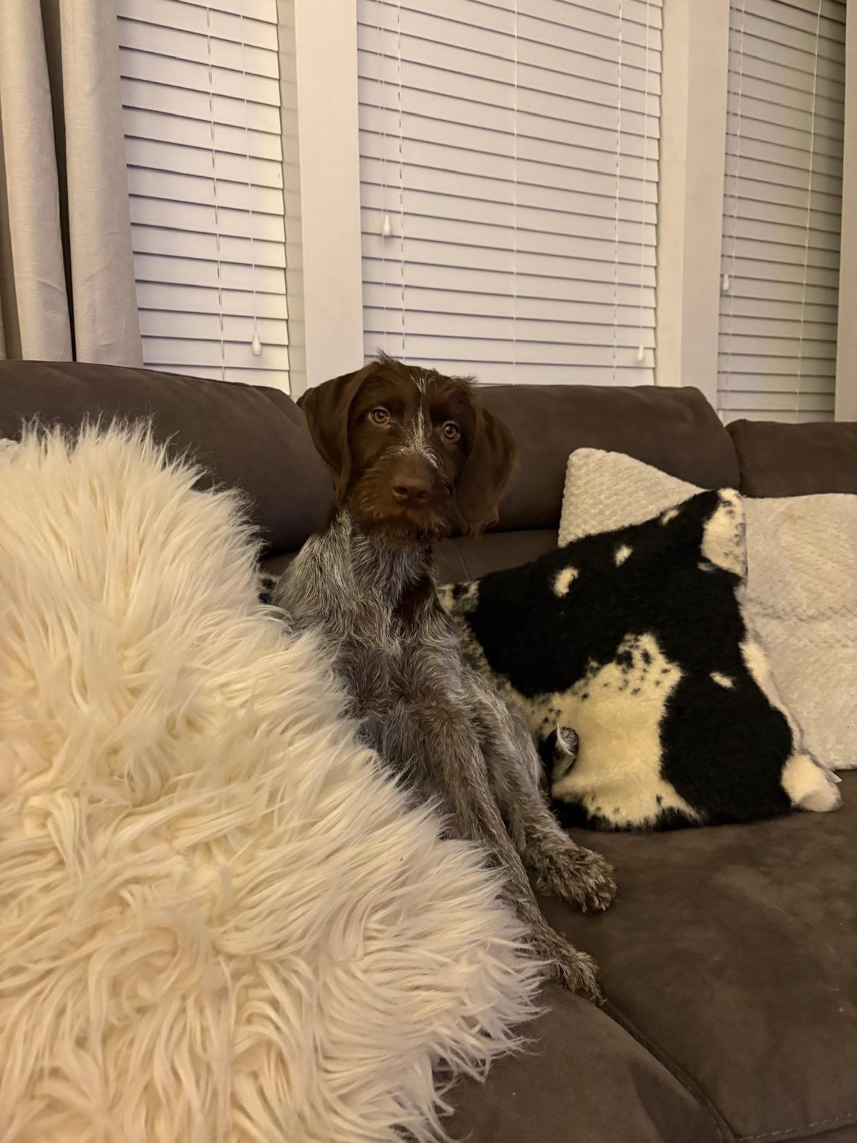 Used Volkswagen EOS 2007 for sale - 76865962: Photo 26