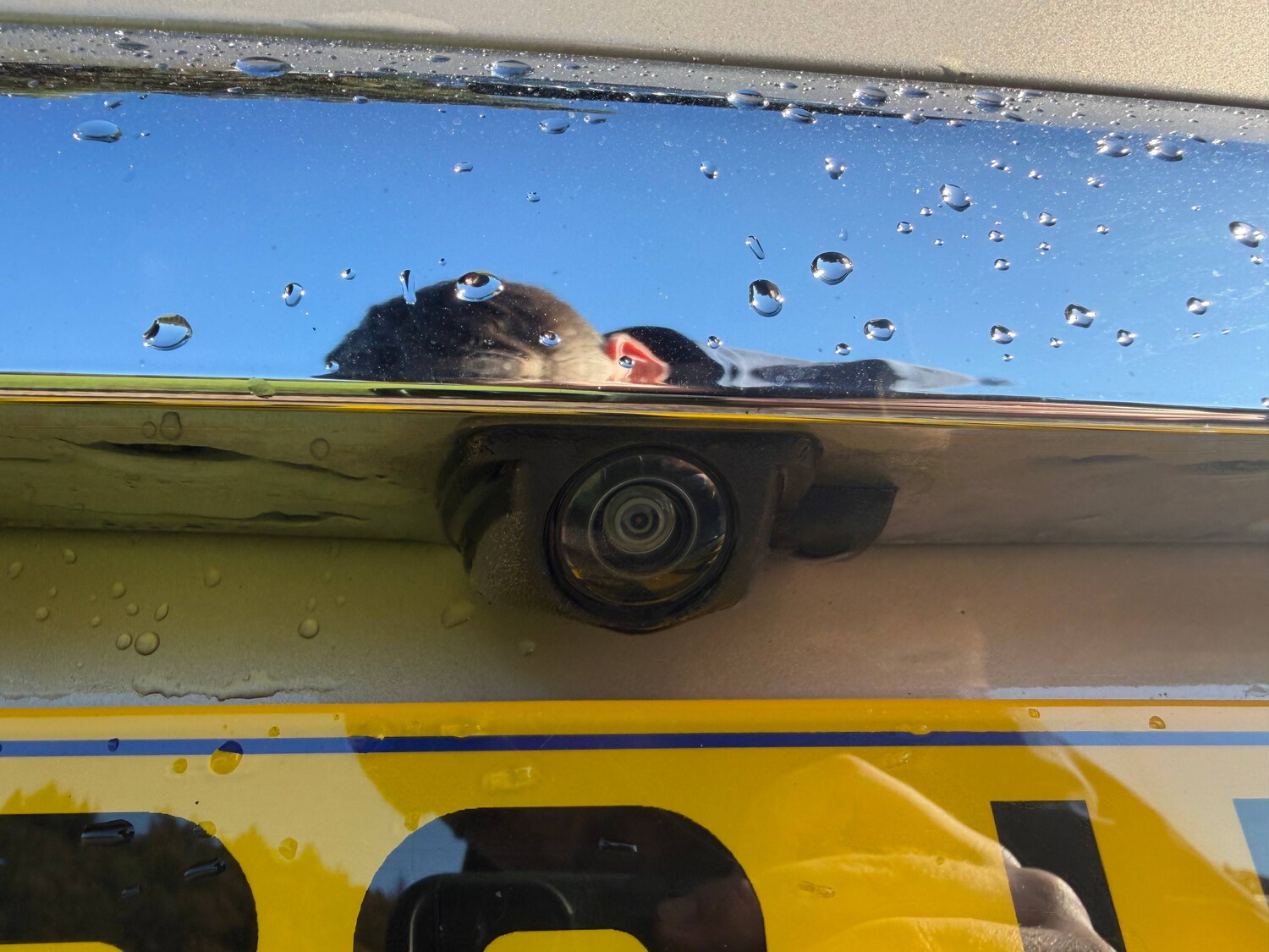 Used Ford Ecosport 2019 for sale - 76243883: Photo 13