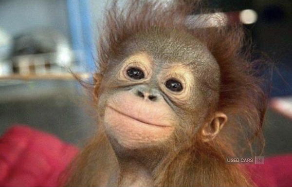 Used Ford Focus 2017 for sale - 77659392: Photo 1