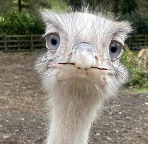 Used Hyundai i10 2014 for sale - 77672151: Photo 1