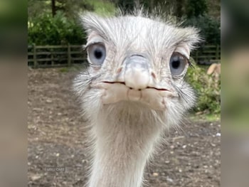 Used Hyundai i10 2014 for sale - 77672151: Photo