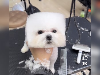 Used Citroen C2 2009 for sale - 77926494: Photo