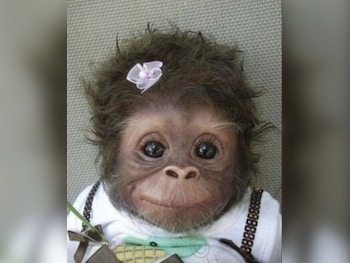 Renault Clio feature image