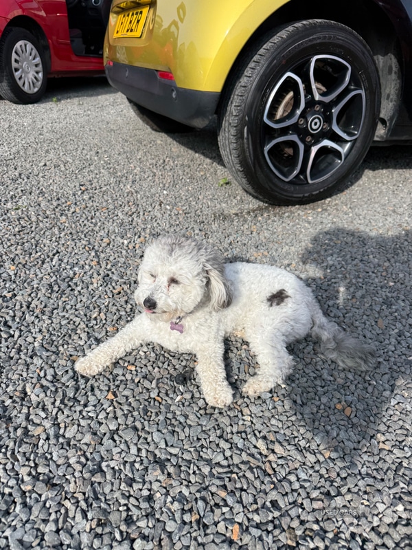 Used Dacia Sandero Stepway 2016 for sale - 77971076: Photo 5