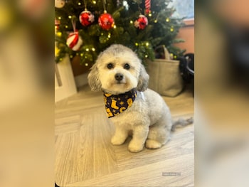 Used Peugeot 3008 2018 for sale - 78384996: Photo