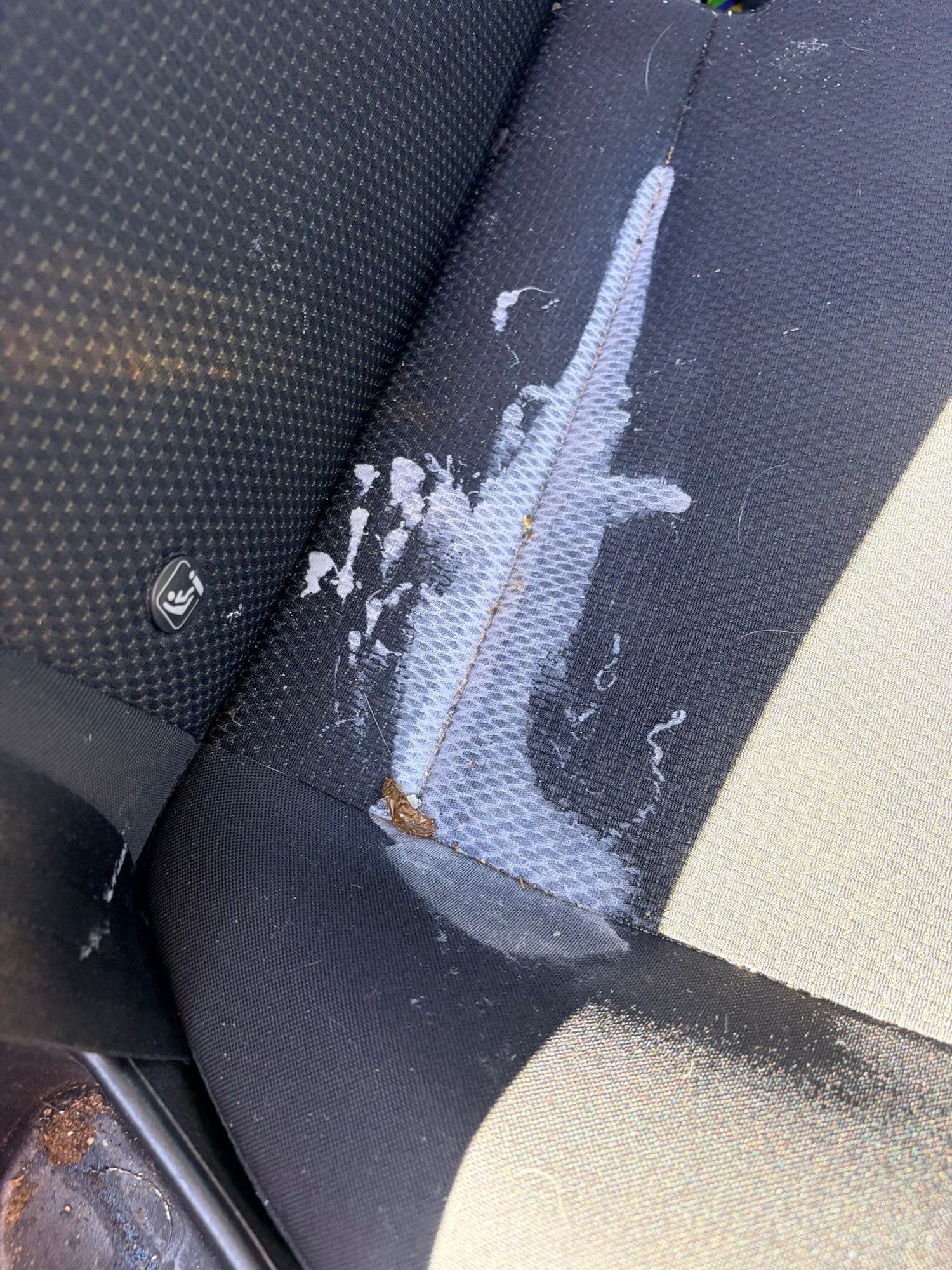 Used Ford Focus 2015 for sale - 78159798: Photo 12