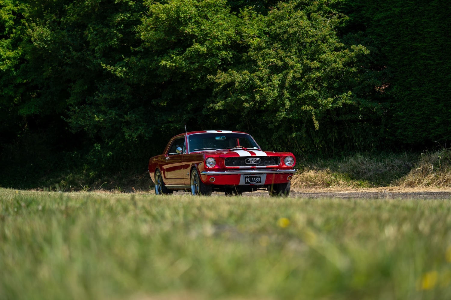 Used Ford Mustang 1966 for sale - 77026220: Photo 28