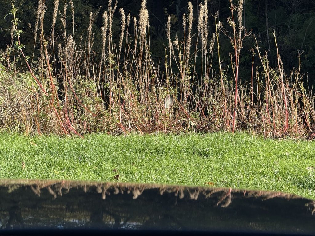 Used Land Rover Range Rover 2018 for sale - 76698368: Photo 47