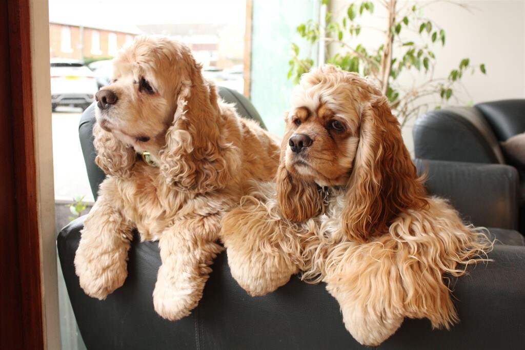 Used Land Rover Range Rover Evoque 2020 for sale - 77592464: Photo 59