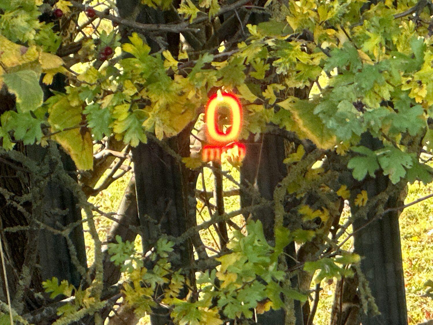 Used Land Rover Range Rover 2017 for sale - 76777012: Photo 63