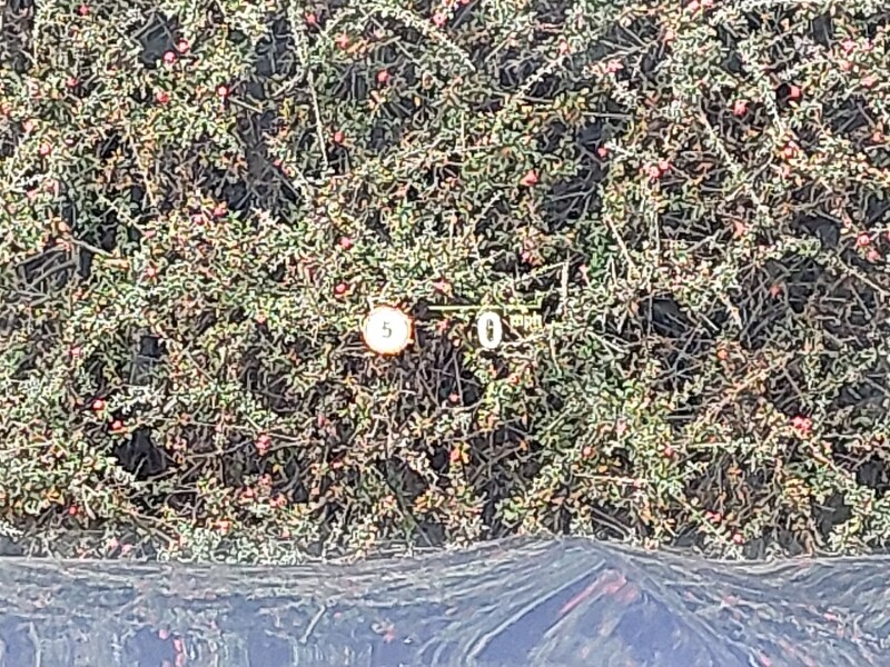 Used BMW iX3 2021 for sale - 77405489: Photo 16