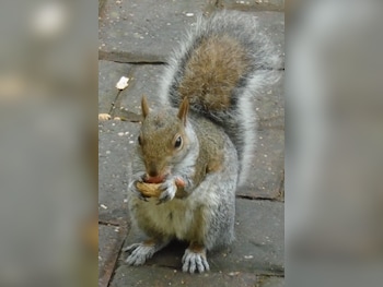 2015 (15) - 1.0 SR7 5dr