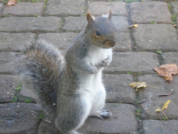 2015 (15) - 1.6i Exclusiv 5dr